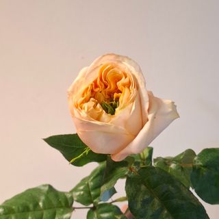Rose Melon