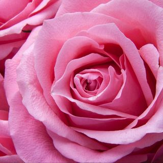 Rosa Cor de Rosa Unidade