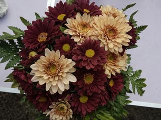 margaridas  castanho claro