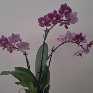Orquídea