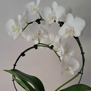 Orquídea