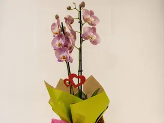 Orquídea “Encanto Rosé”