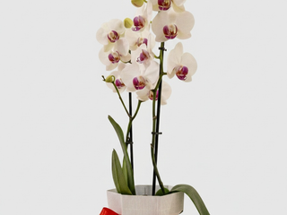 Orquídea “Laço de Amor”