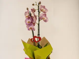 Orquídea “Cesto do Amor”