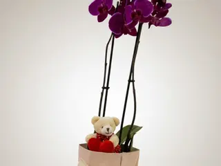 Orquídea “Paixão Elegante”