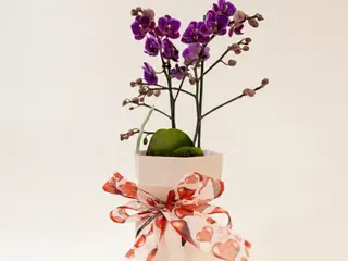 Orquídea “Elegância Violeta”