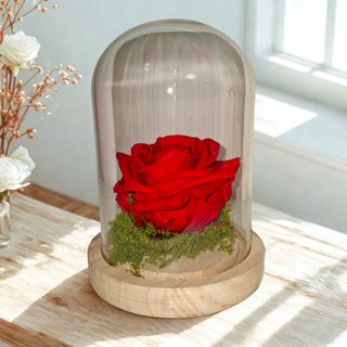 Rosa Vermelha Preservada