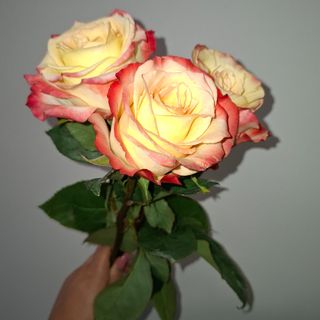 Rosas sortidas 