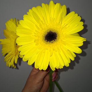 Gerberas 