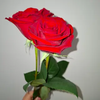 Rosas Vermelhas 