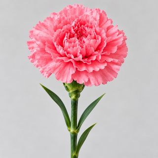 Cravo Rosa