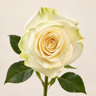 Rosa Branca Elegance