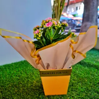 Kalanchoe em caixa premium 
