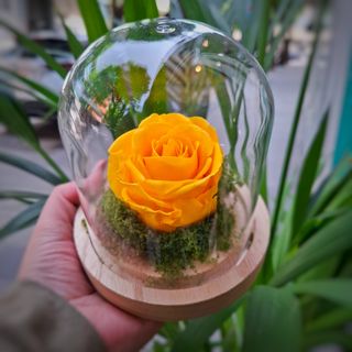 Luz de Mãe (Rosa Preservada)
