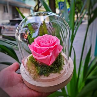 Doçura de Mãe (Rosa Preservada)