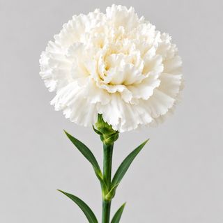 Cravo Branco