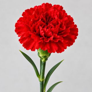 Cravo Vermelho