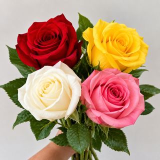 Rosa Avulsa – Cores Sortidas