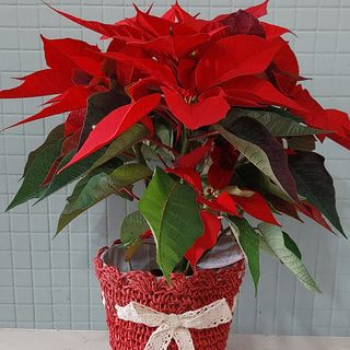 Estrela de natal , com vaso decorativo natalício 