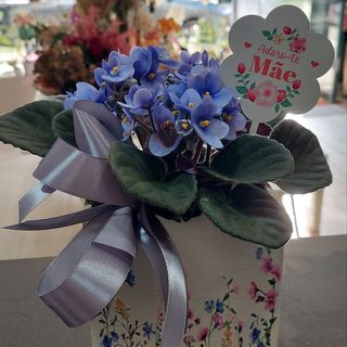 Violeta em caixa de madeira estampada