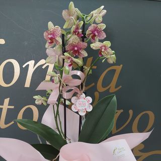 Orquidea  da mãe