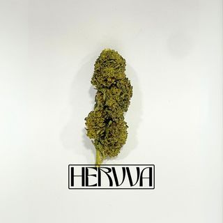 Golden Pineapple 8% HPC