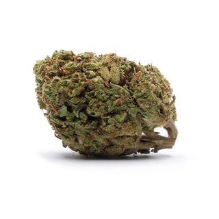 Harlequin - Greenhouse 05G