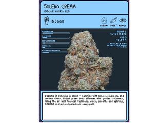 Flor de CBD Solero Cream (2g)