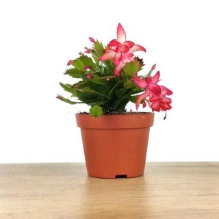 Cacto de Natal - Schlumbergera