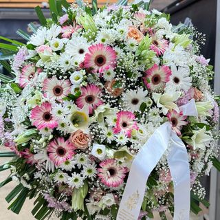 Cora - Gerberas e Margaridas ( tons para mulher)