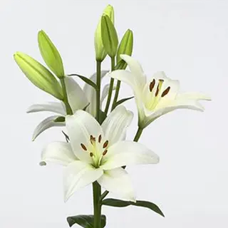 Coroa Imperial - CORES DIVERSAS