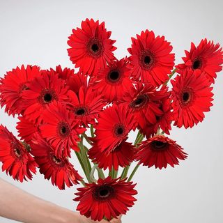 Gerbera Molho de 15