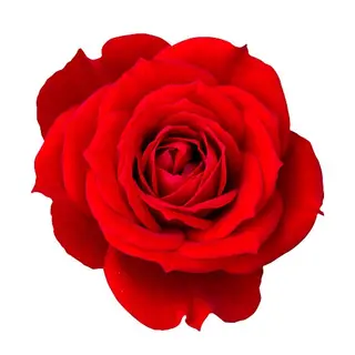 Rosas