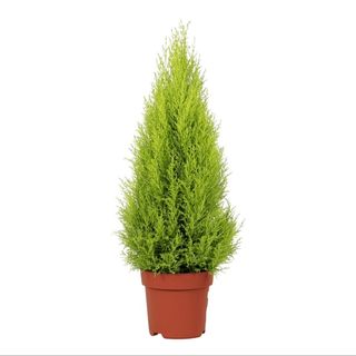 Pinheiro - 50 - 60 cm