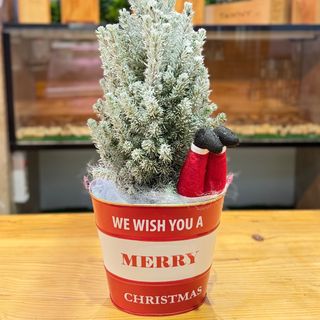 Tuia - Merry Christmas Backet