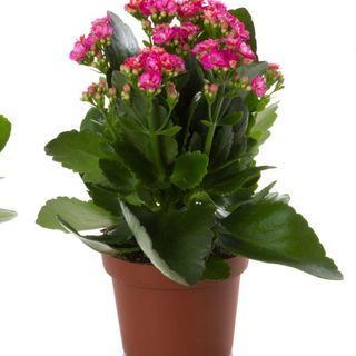 Kalanchoe - Planta da Fortuna