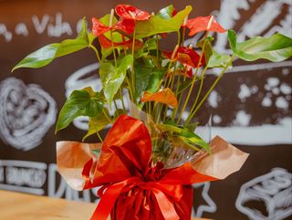 ANTÚRIO - PLANTA (CORES DIVERSAS)