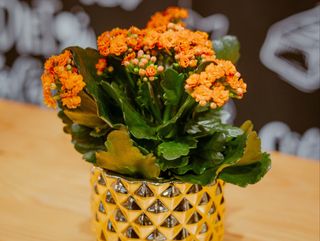 Kalanchoe - Planta da Fortuna