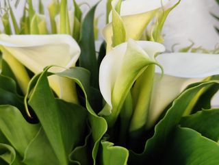 Jarros (10 unidades)