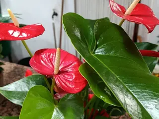 Anturio pequeno