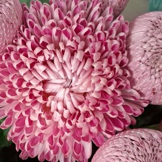 Bouquet ao gosto da florista