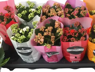 Kalanchoe