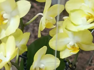 Orquídea pequena