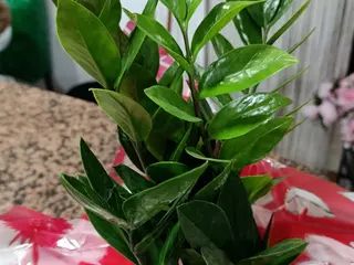 Zamioculcas