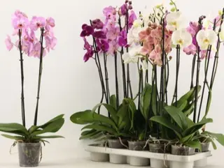 Orquidea grande