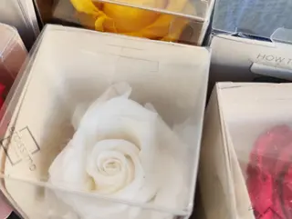 Rosa preservada