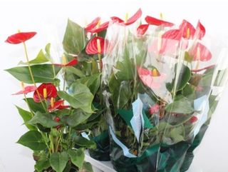 Anturio grande vermelho