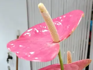 Anturio grande rosa