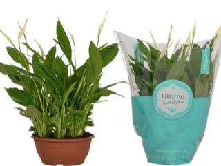 Lírio da paz (nome comercial)