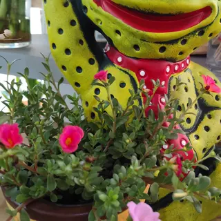 Sapo jardim